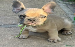 French Bulldog dogs for sale: Adorable Fresh Bulldogs🤍 - Image 6
