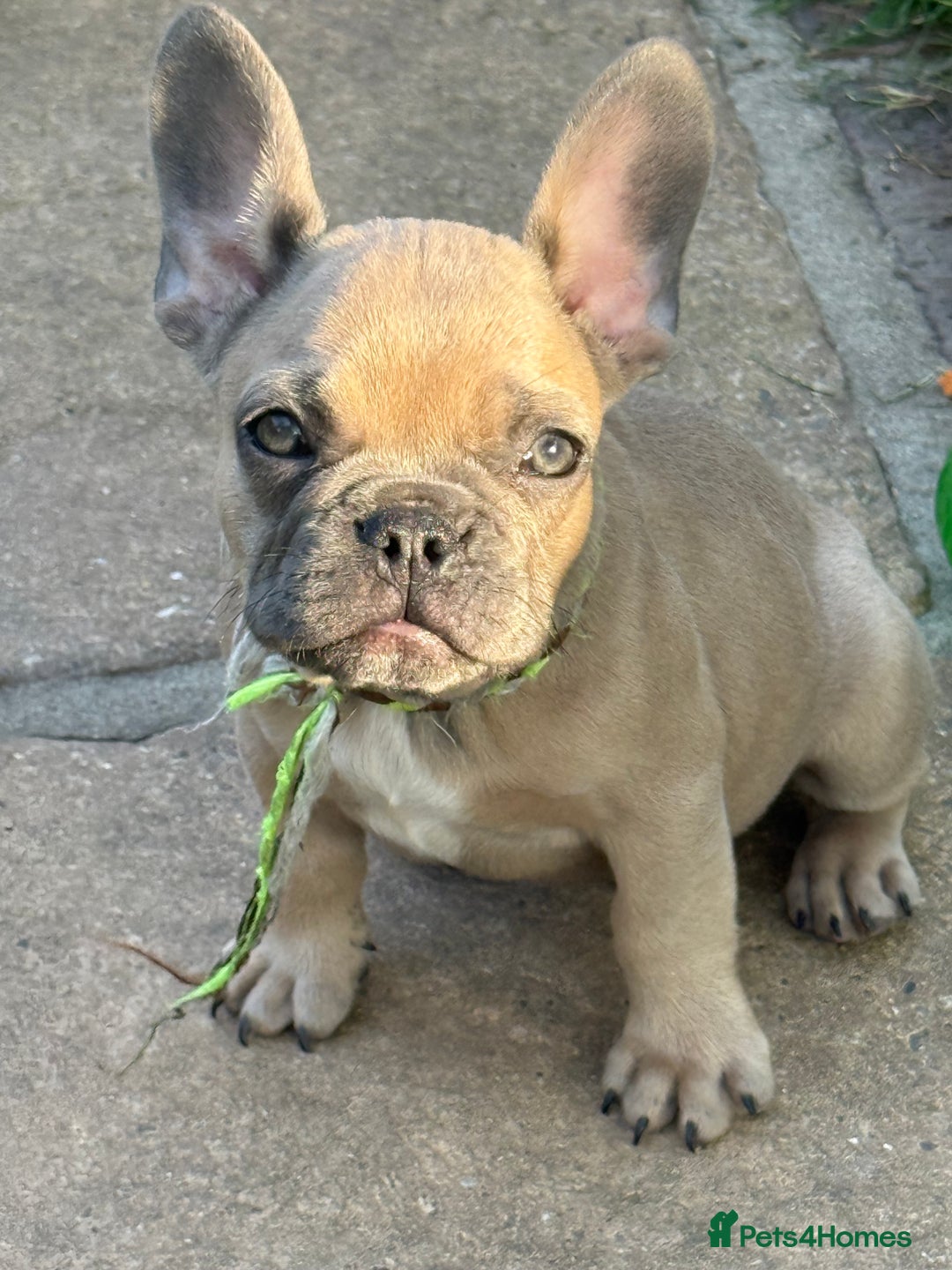 French Bulldog dogs for sale: Adorable Fresh Bulldogs🤍 - Image 6