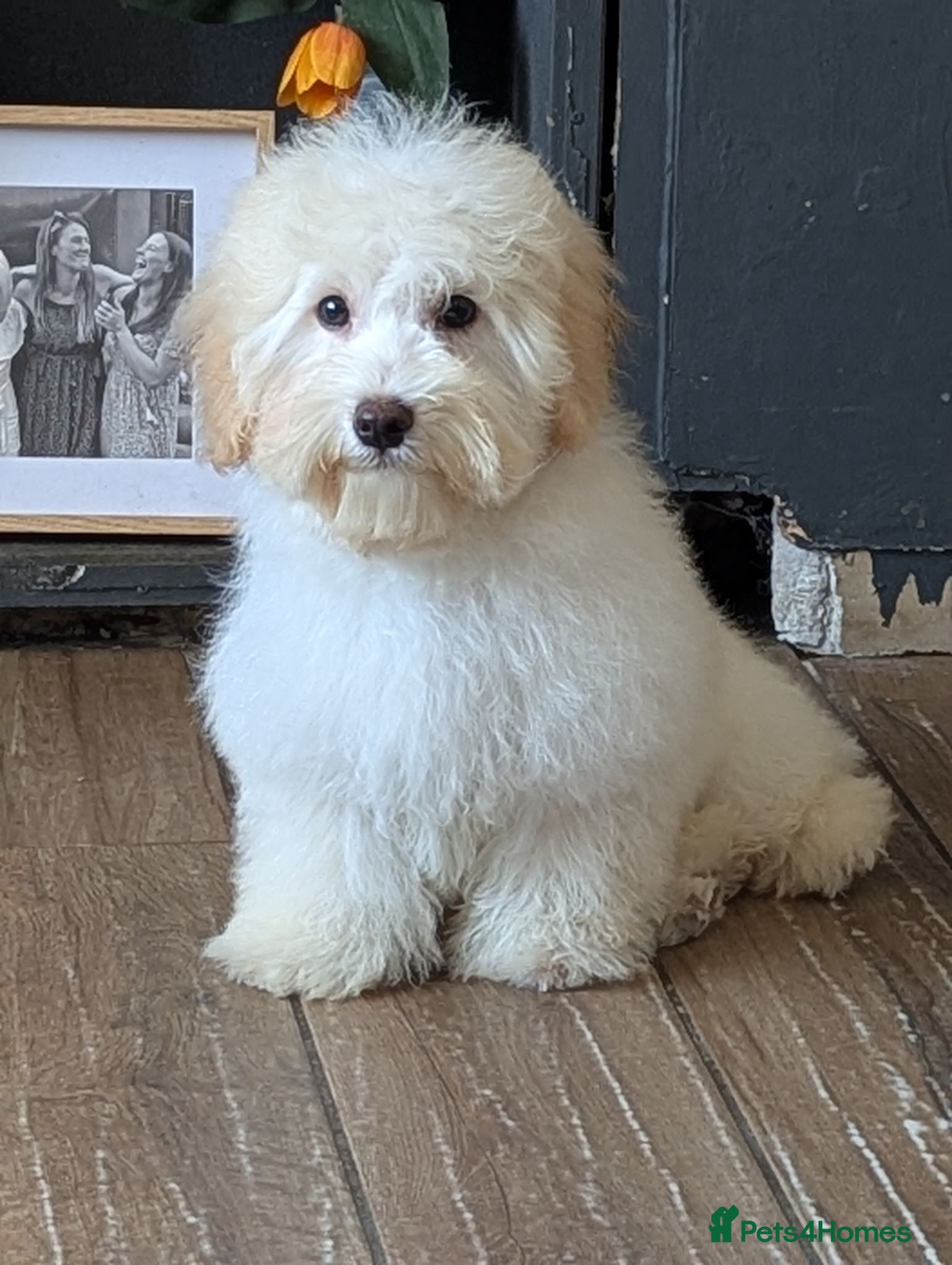 Maltipoo dogs F1 Maltipoo Puppies Available 5 boys, 1 girl - Advert 3