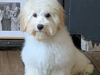 Maltipoo dogs F1 Maltipoo Puppies Available 5 boys, 1 girl - Advert 3