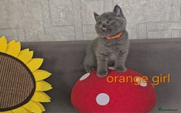 British Shorthair cats for sale: British Blue Shorthair kittens, GCCF pedigree - Image 22