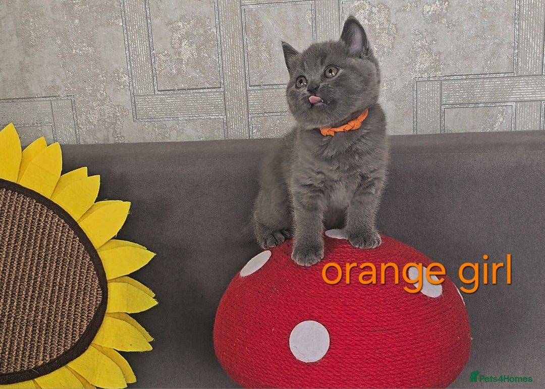 British Shorthair cats for sale: British Blue Shorthair kittens, GCCF pedigree - Image 22