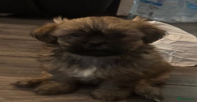 Shih Tzu dogs - Advert 7
