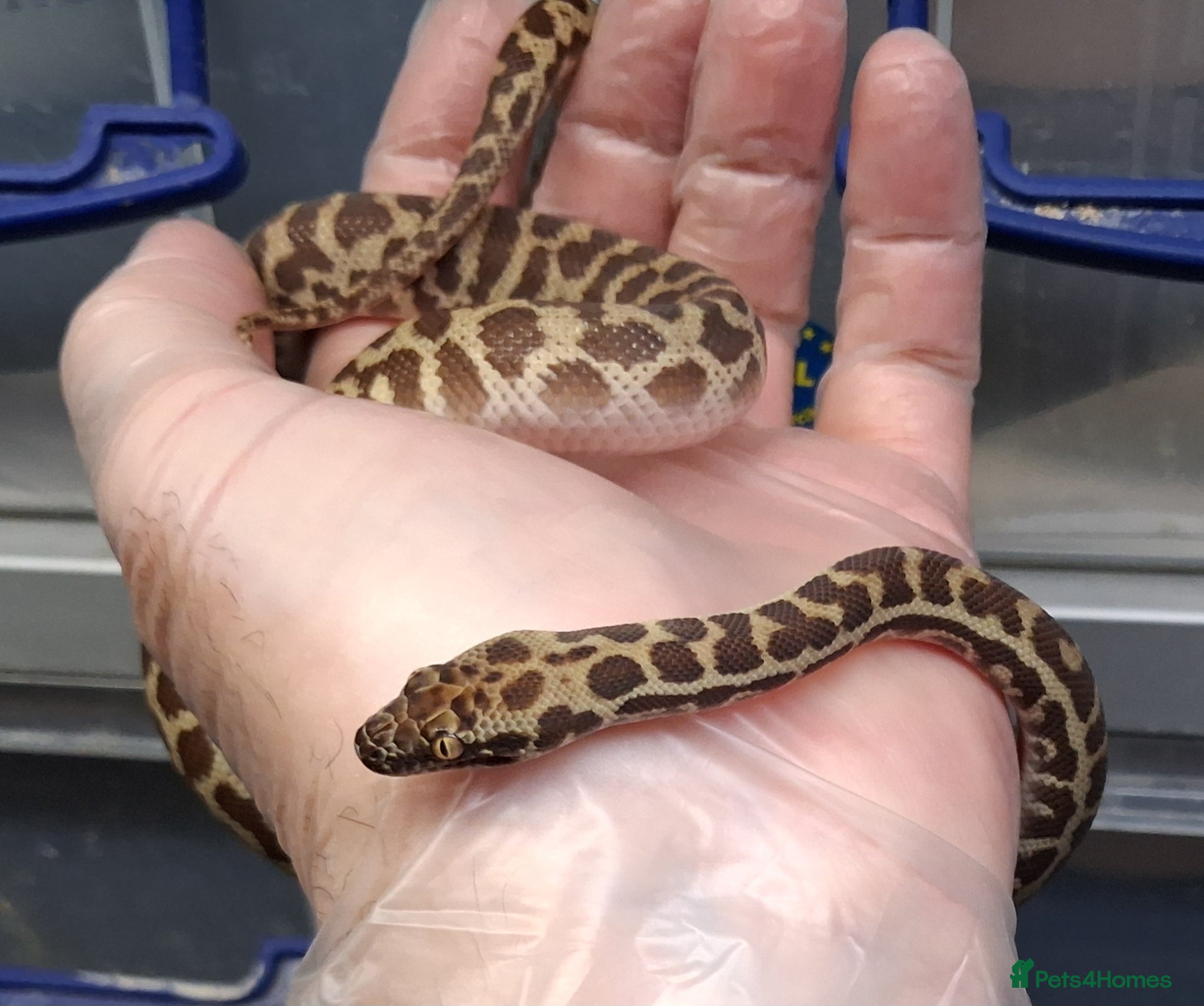 Python Snake reptiles WheatBelt Stimsons Pythons  - Advert 13