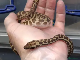 Python Snake reptiles WheatBelt Stimsons Pythons - Advert 13