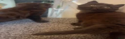 Mixed Breed cats for sale: Beautiful Black/Brown Kittens  in Bracknell - Advert 6