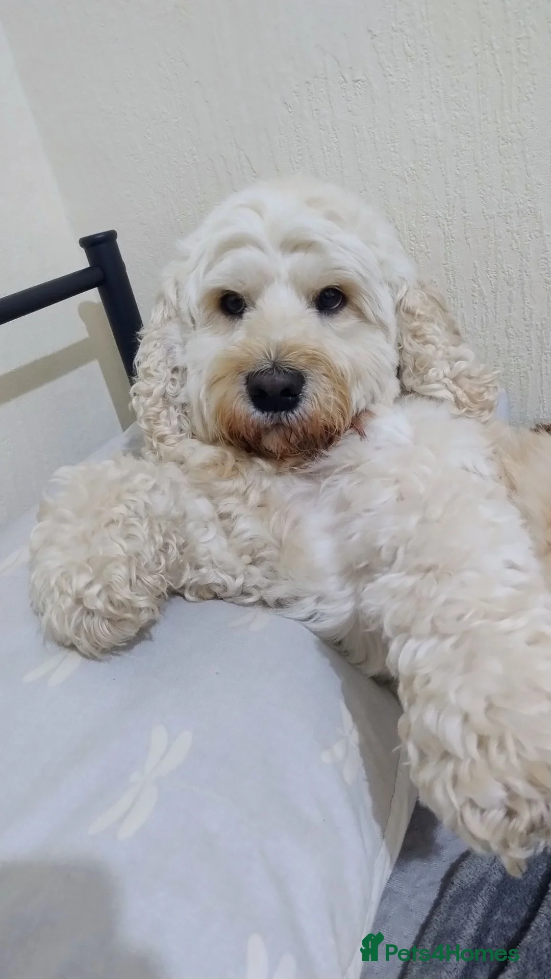 Mixed Breed dogs for stud: Ralfie's available for stud with any similar breed - Advert 5