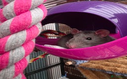 Rat rodents for sale: 2 male rats - Advert 6
