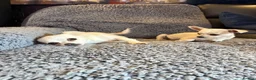 Chihuahua dogs for sale: 4 smooth coat apple head Chihuahua puppies - Advert 13