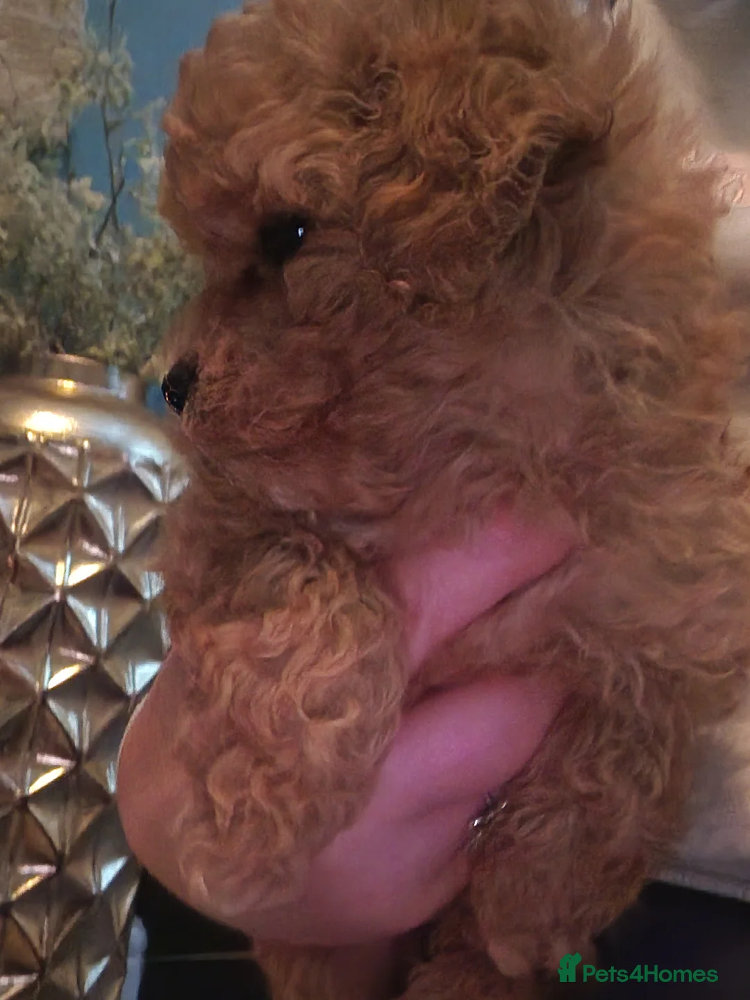 Maltipoo dogs for sale: Female Maltipoo - Advert 2