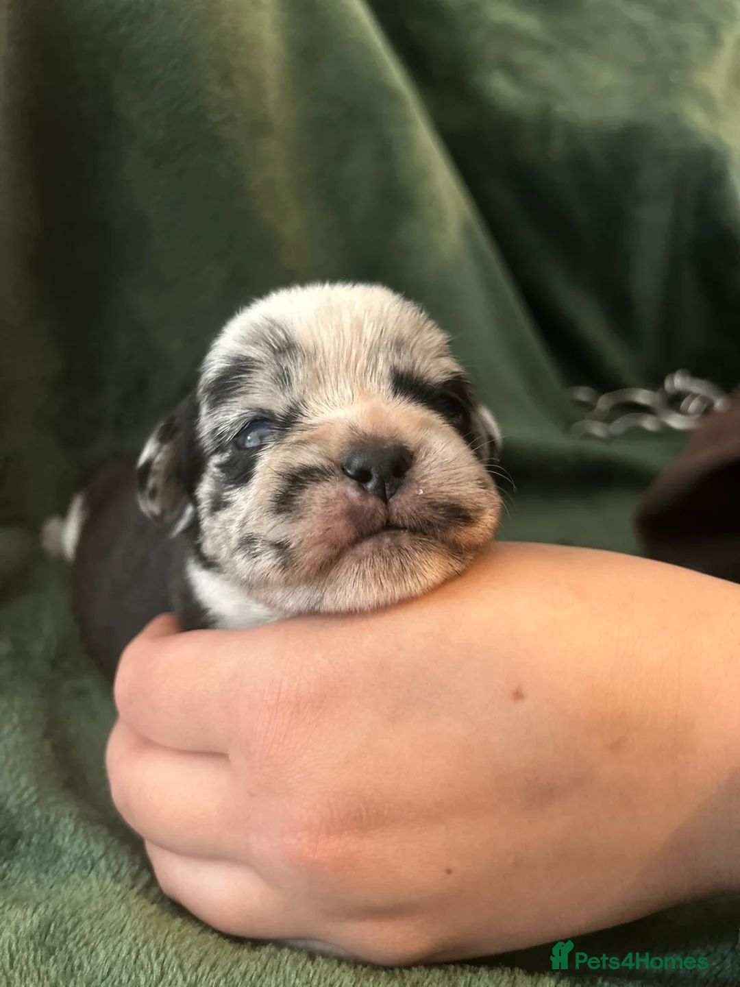 American Bulldog dogs for sale: 🐾 American Pocket Bully Puppies For Sale 🐾 in Southampton - Advert 8