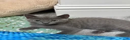 Russian Blue cats for sale: Russian blue kittens  - Advert 21