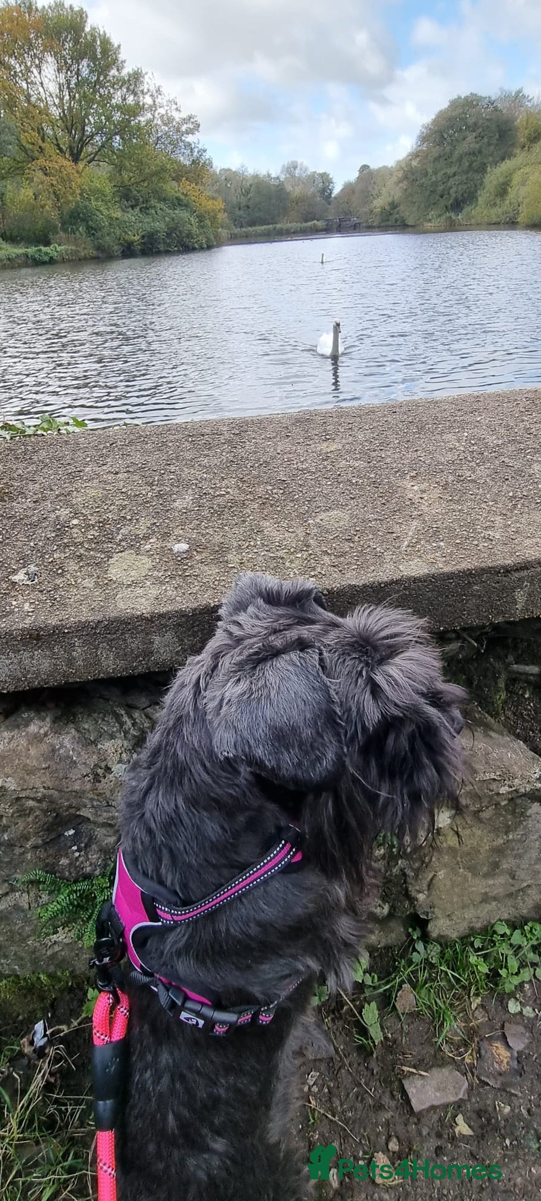 Miniature Schnauzer dogs for sale: Outstanding Miniature Schnauzer Puppies  - Advert 13