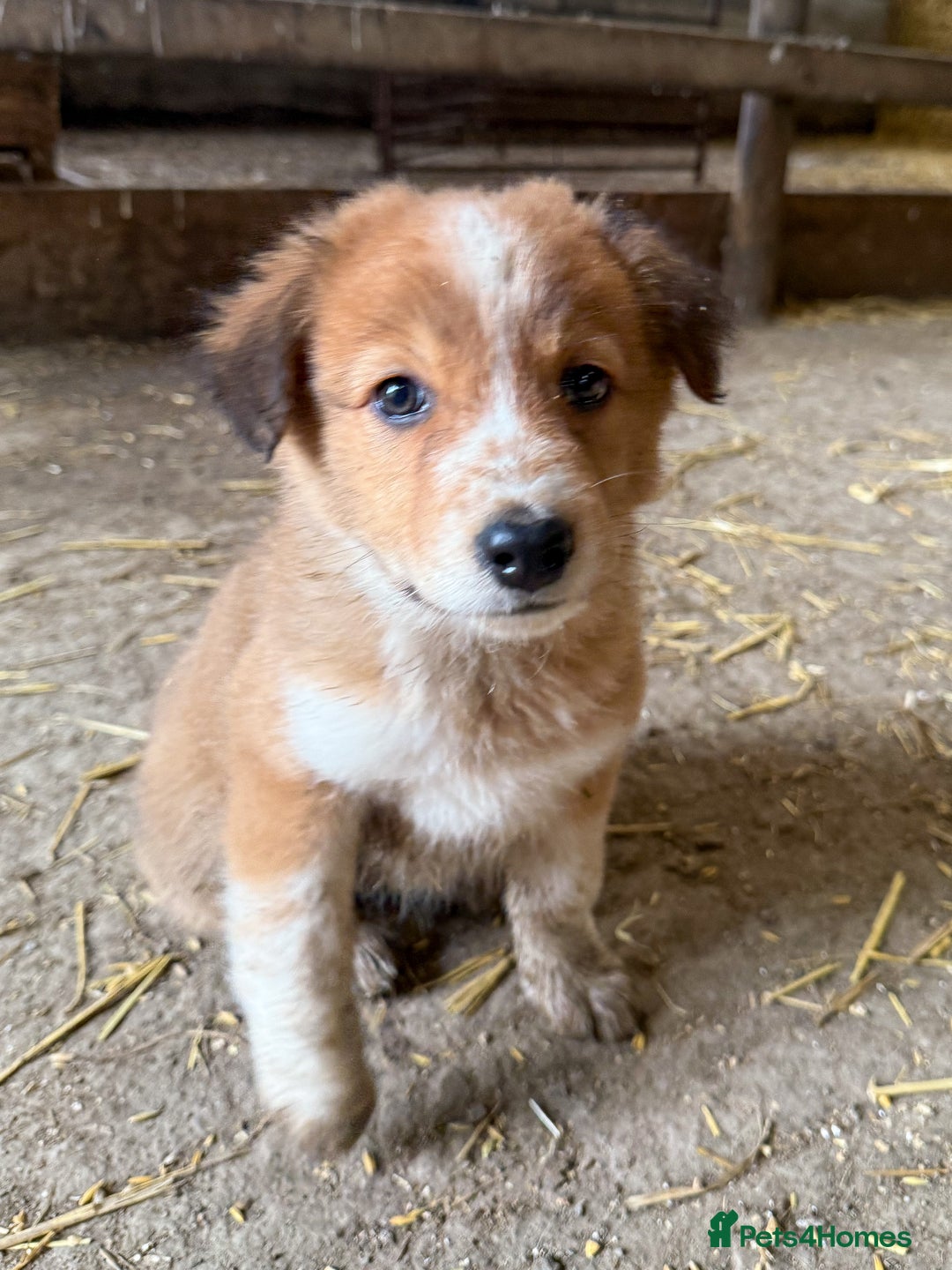 Mixed Breed dogs for sale: Collie cross puppies  - Advert 5