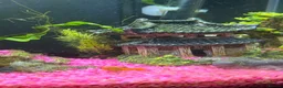 Mollies fish for sale: Mollies - Adults, Juvenile and Fry in Leeds - Advert 5