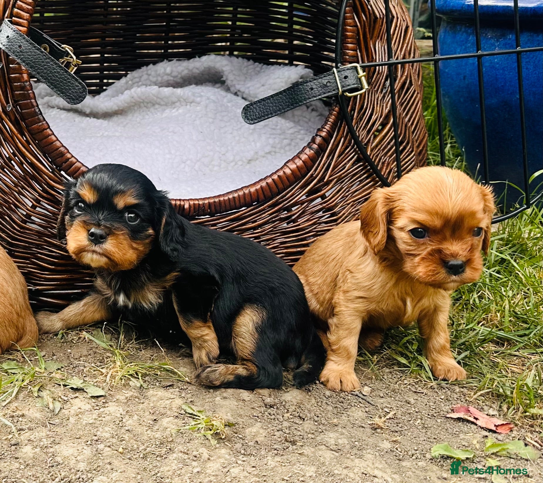 Cavalier King Charles Spaniel dogs Beatutiful KC Cavalier King Charles Puppies. - Advert 4