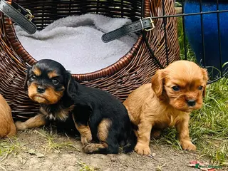 Cavalier King Charles Spaniel dogs Beatutiful KC Cavalier King Charles Puppies. - Advert 4