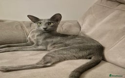Oriental cats for sale: Oriental and Siamese Gccf registered kittens. - Image 33