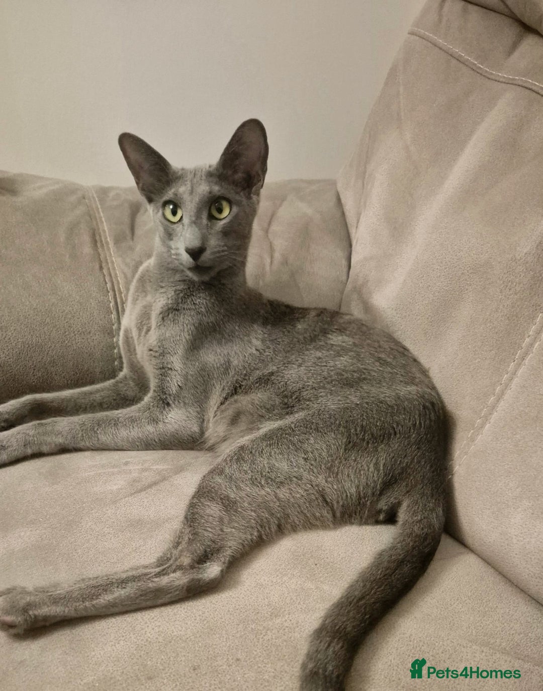 Oriental cats for sale: Oriental and Siamese Gccf registered kittens. - Image 33