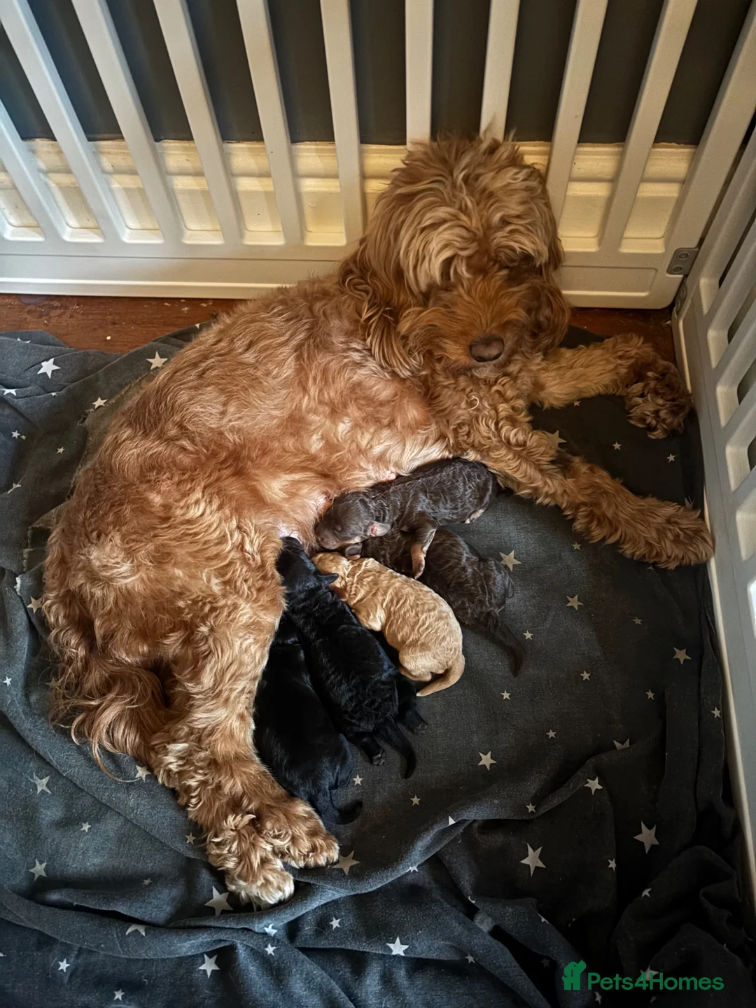 Cockapoo dogs for sale: 🐾 F1 Cockapoo Puppies Available 🐾 in Leeds - Advert 1