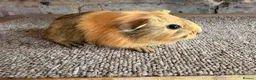 Guinea Pig rodents for sale: Beautiful Buff and Agouti Selfs  - Advert 3