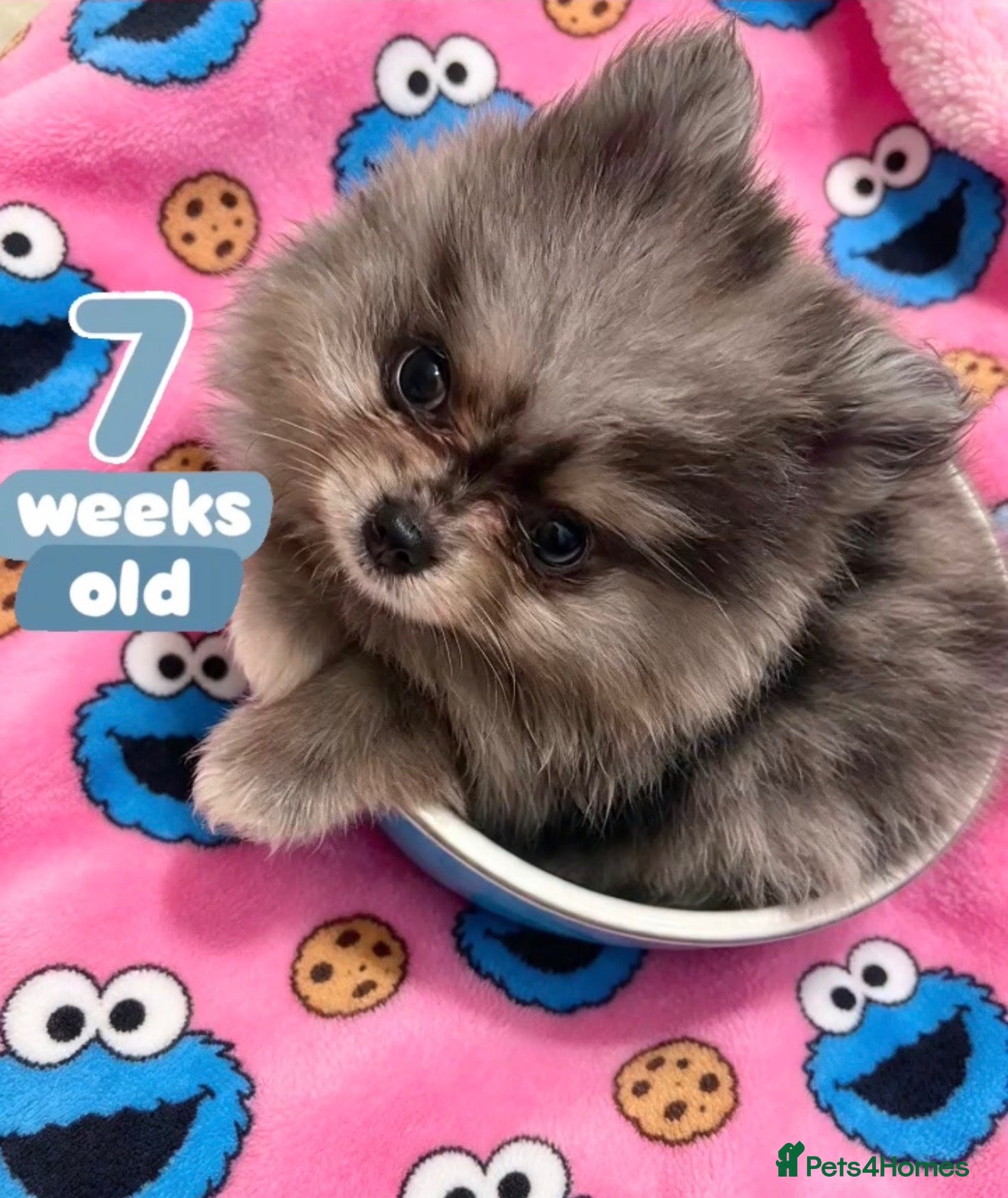 Pomeranian dogs ✨Four Mini Little Gems 💎🐾🐶✨💜🧡🩶🤎 - Advert 1