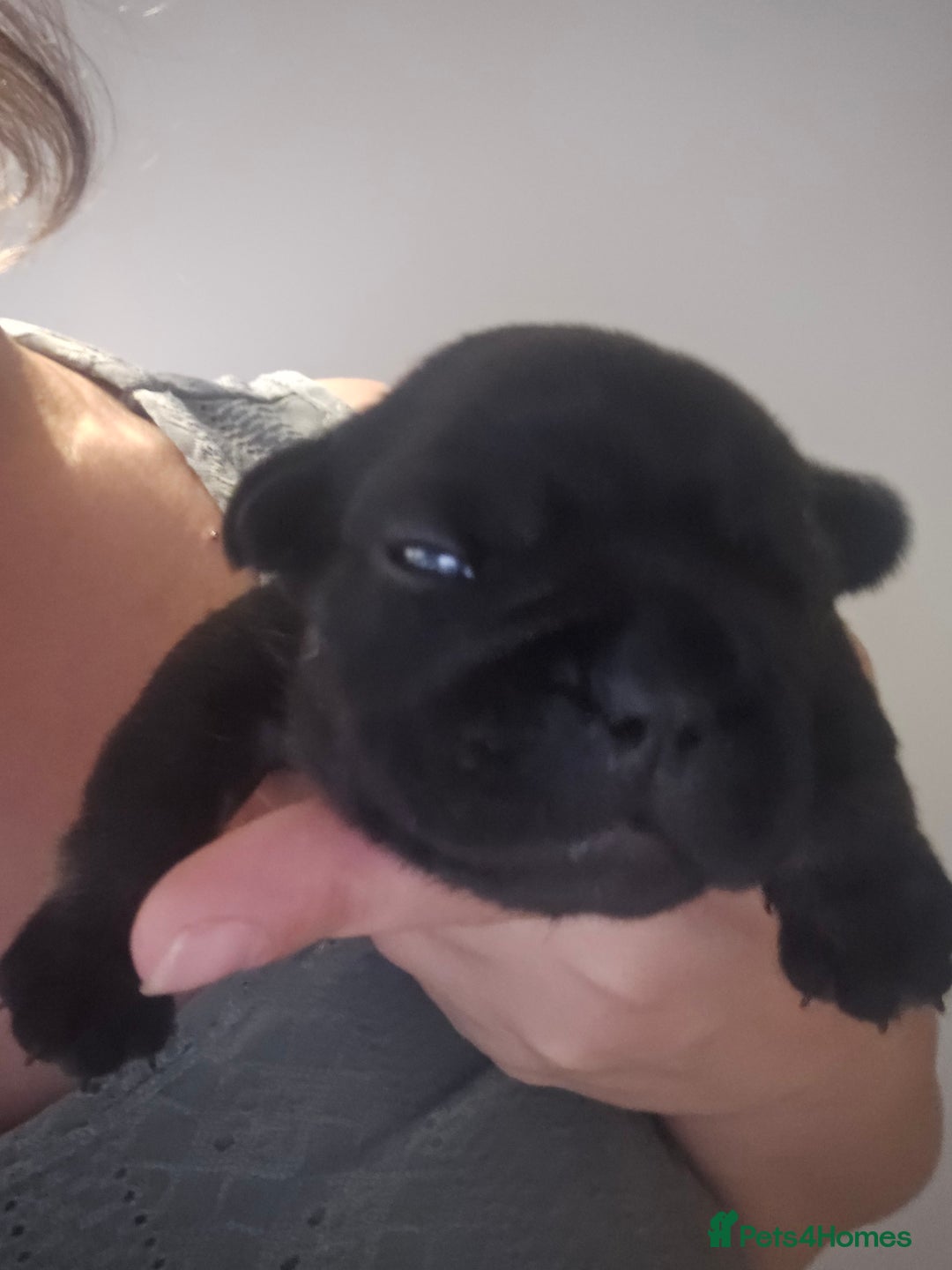 French Bulldog dogs for sale: Last make French bull dog pup - Image 7
