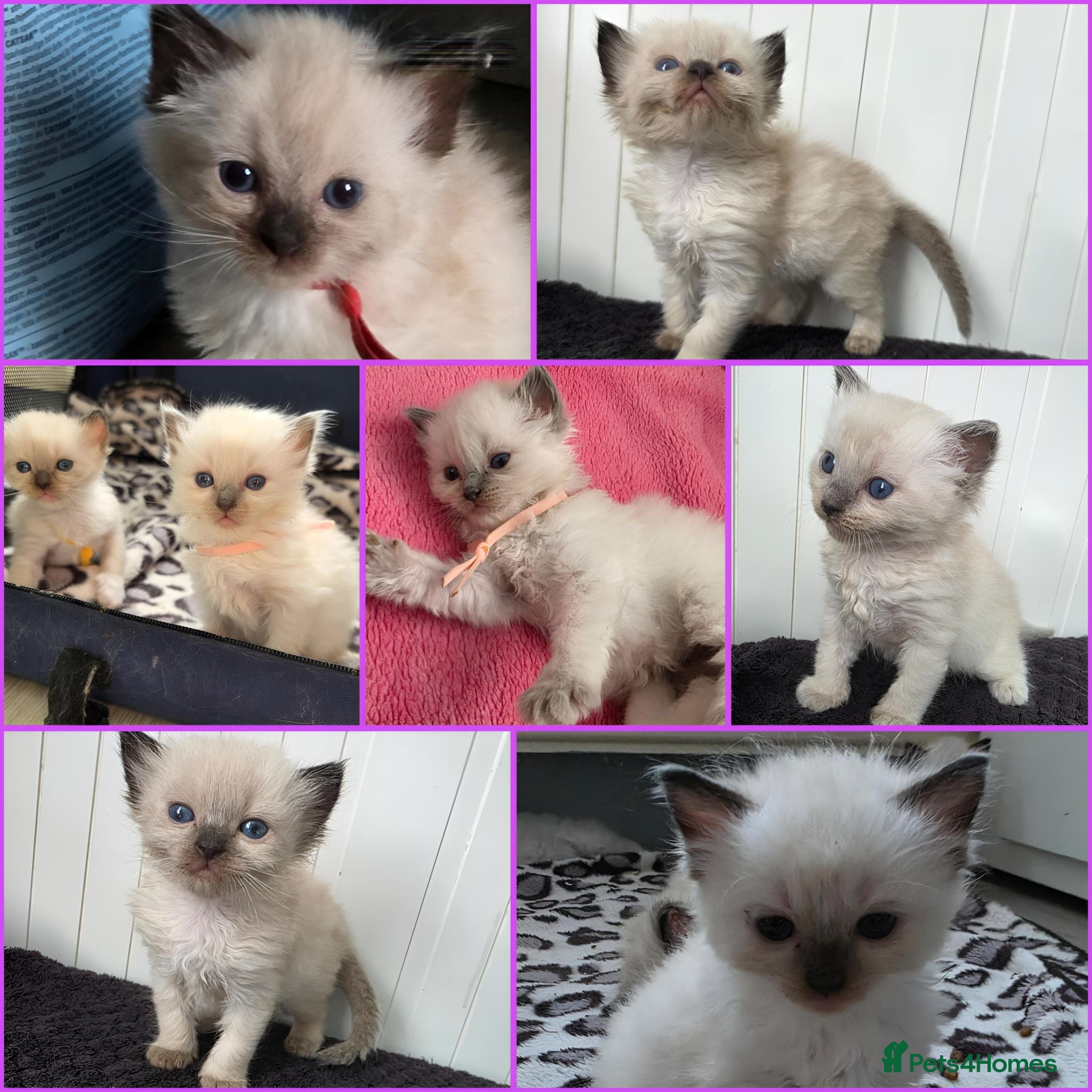 Ragdoll cats Ragdolls kittens. - Advert 1
