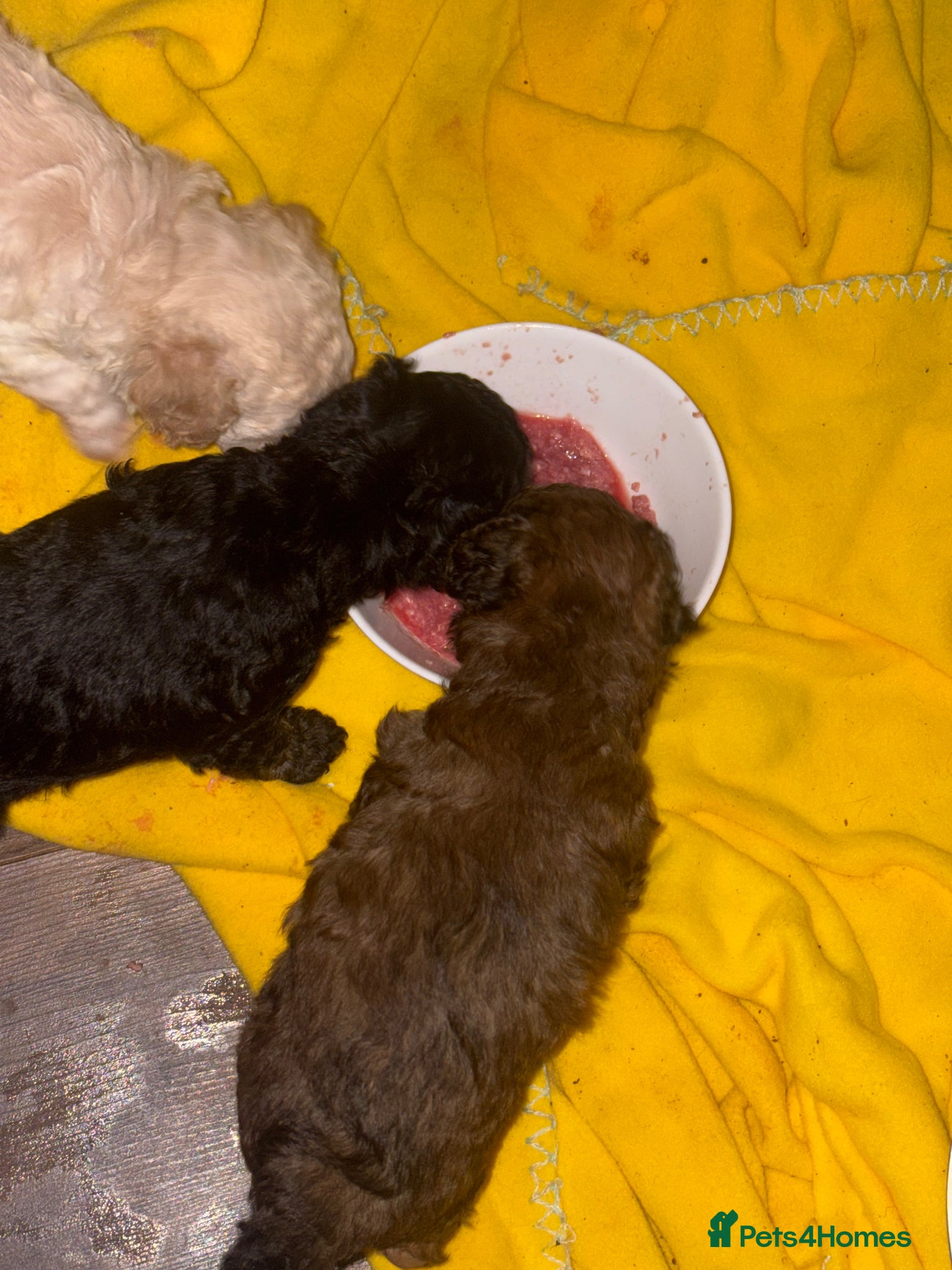 Toy Poodle dogs Exceptional Toy poodles for sale - Advert 4