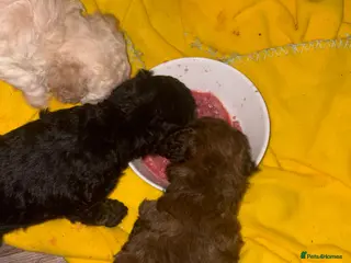 Toy Poodle dogs Exceptional Toy poodles for sale - Advert 4