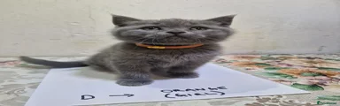 British Shorthair Kitten organg 