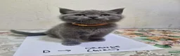 British Shorthair cats for sale: Premium Pedigree British Shorthair Kittens - Advert 5