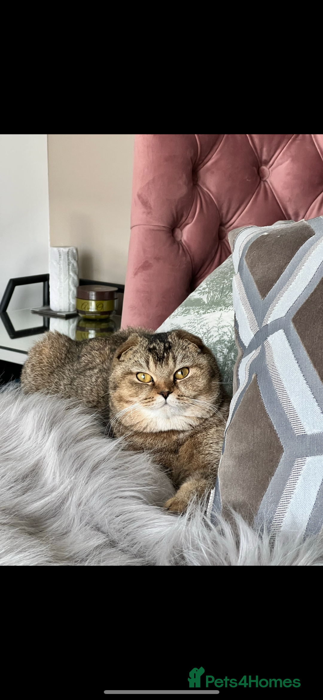 Scottish Fold cats for sale: Lovely Scottish straight girl - Image 17