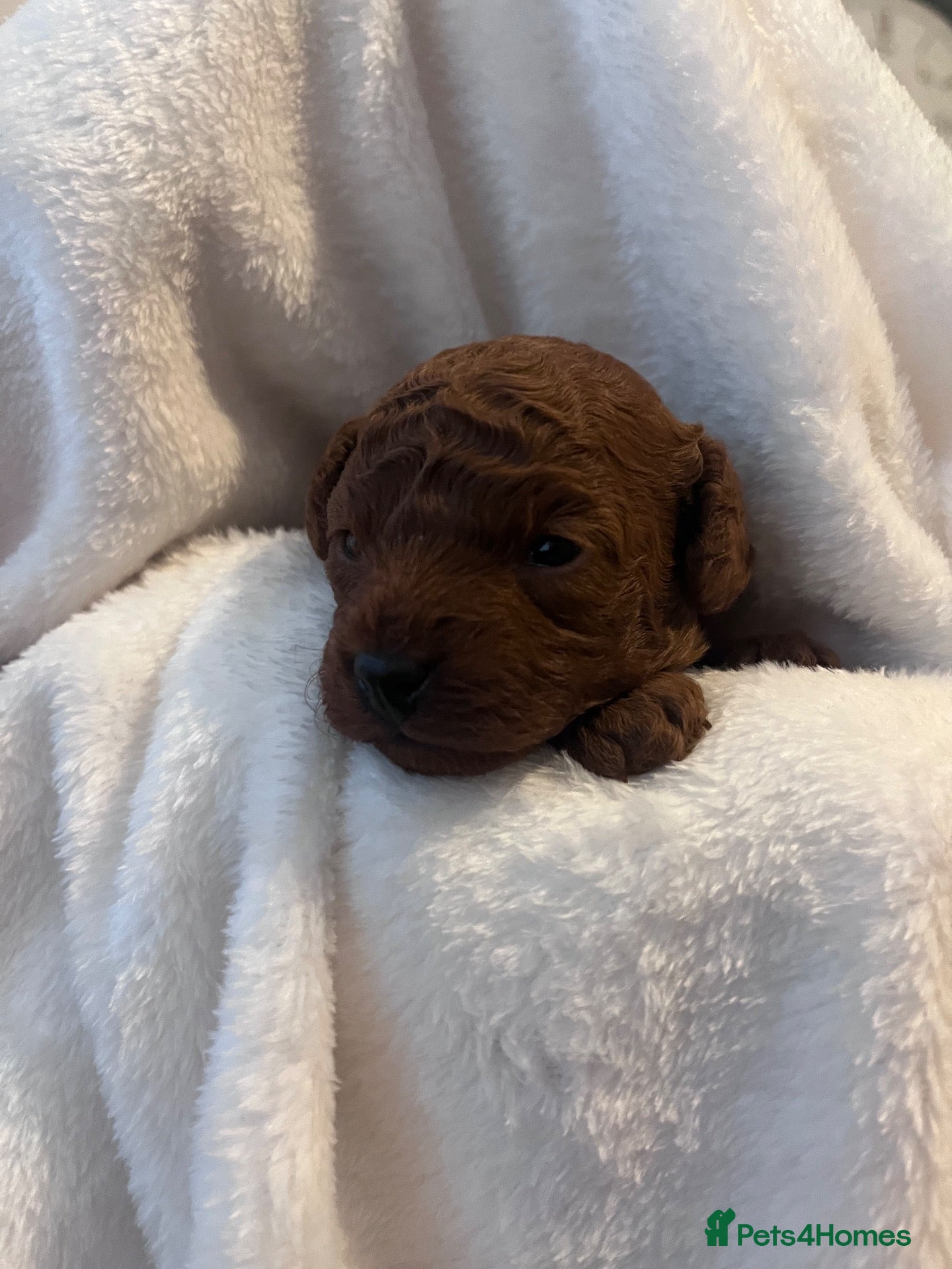Cavapoo dogs Beautiful deep red toy cavapoo - Advert 17