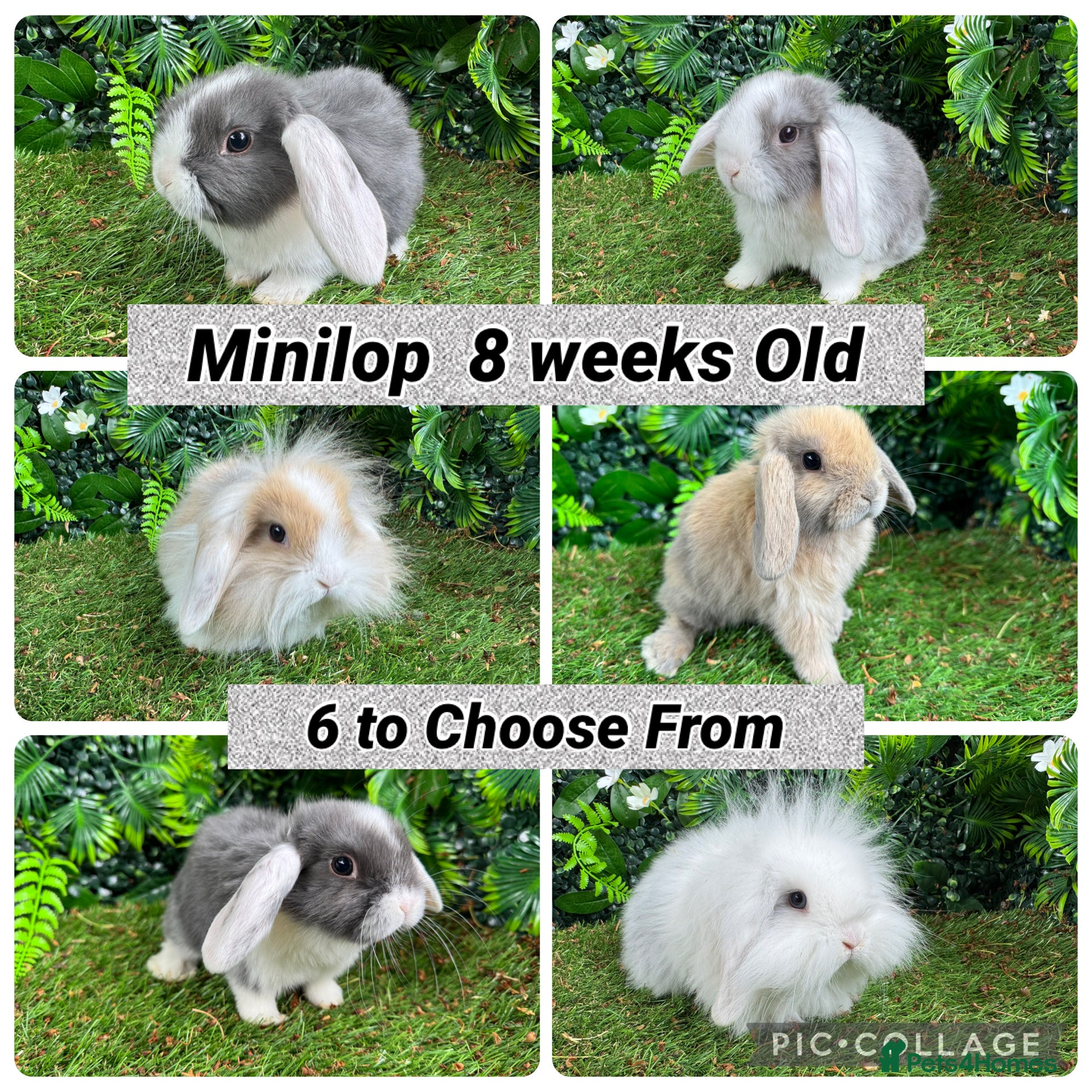 Mini Lop rabbits Superb mini lop baby rabbits  - Advert 18
