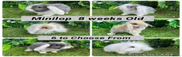 Mini Lop rabbits for sale: Superb mini lop baby rabbits  - Advert 1