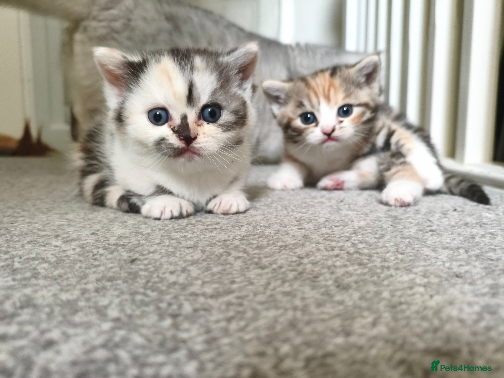 Munchkin cats Beautiful girls  - Advert 9