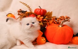 British Shorthair cats for sale: British SH and LH available  - Image 6