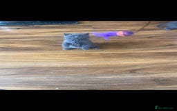 British Shorthair cats for sale: British Shorthair kittens for sale - Image 2