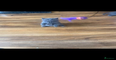 British Shorthair cats - Advert 13