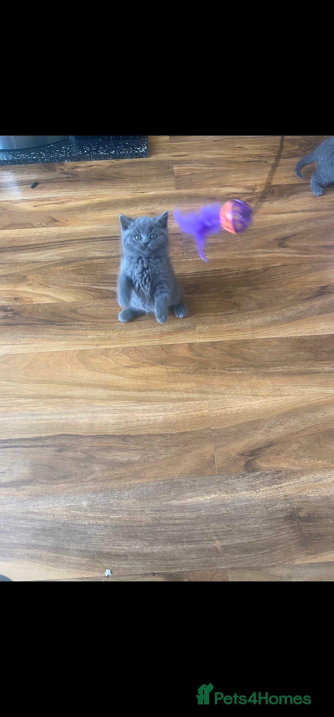 British Shorthair cats for sale: British Shorthair kittens for sale - Image 2