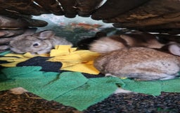 Rex rabbits for sale: Mini rex ready to leave now!! - Image 13