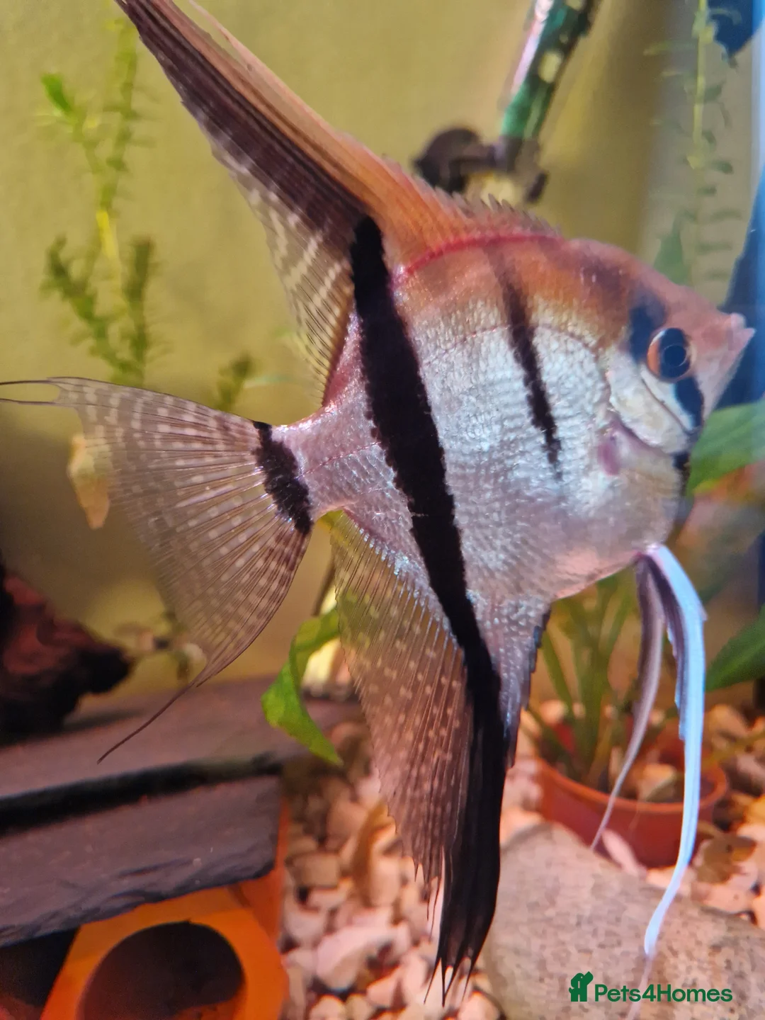 Angelfish fish for sale: Manacapuru Red back Angelfish  - Advert 2