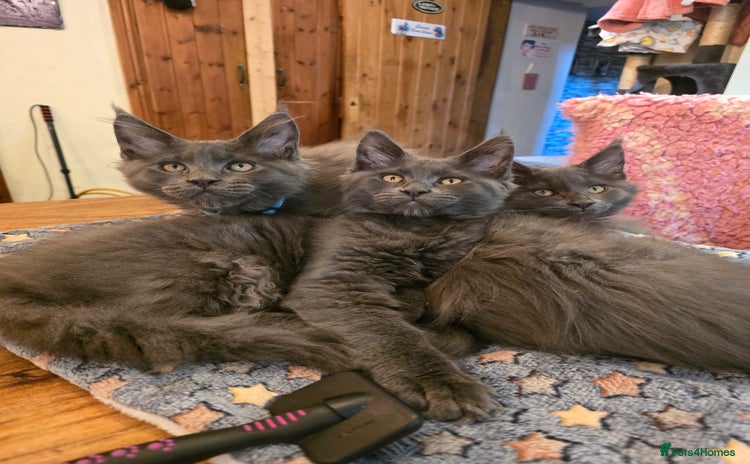 Maine Coon cats - Advert 2