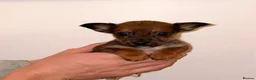 Chihuahua dogs for sale: Chihuahua Puppies  - Advert 5