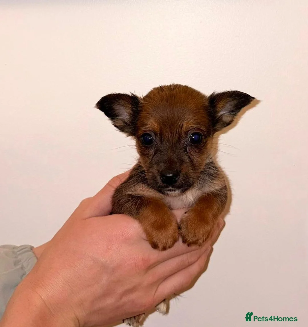 Chihuahua dogs for sale: Chihuahua Puppies  - Advert 5