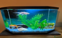 Goldfish fish for sale: 2 Goldfish, 2 Shrimp, Tank and Accessories - Image 1