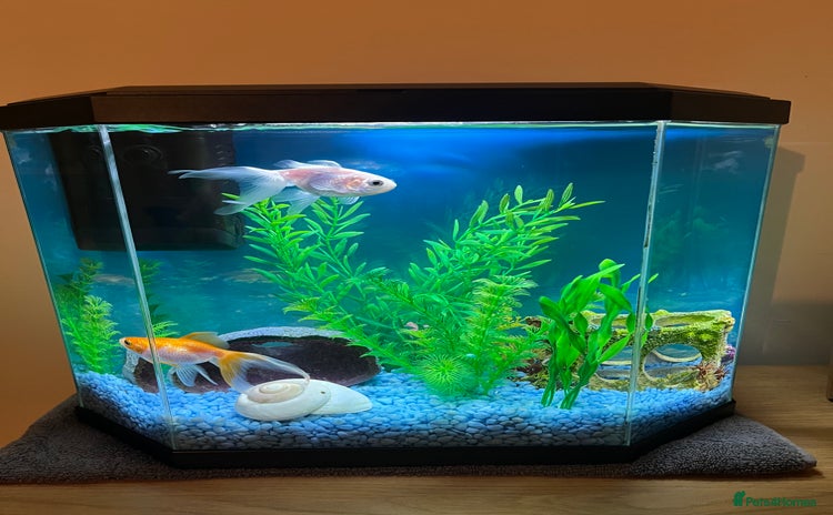 Goldfish fish - Advert 1