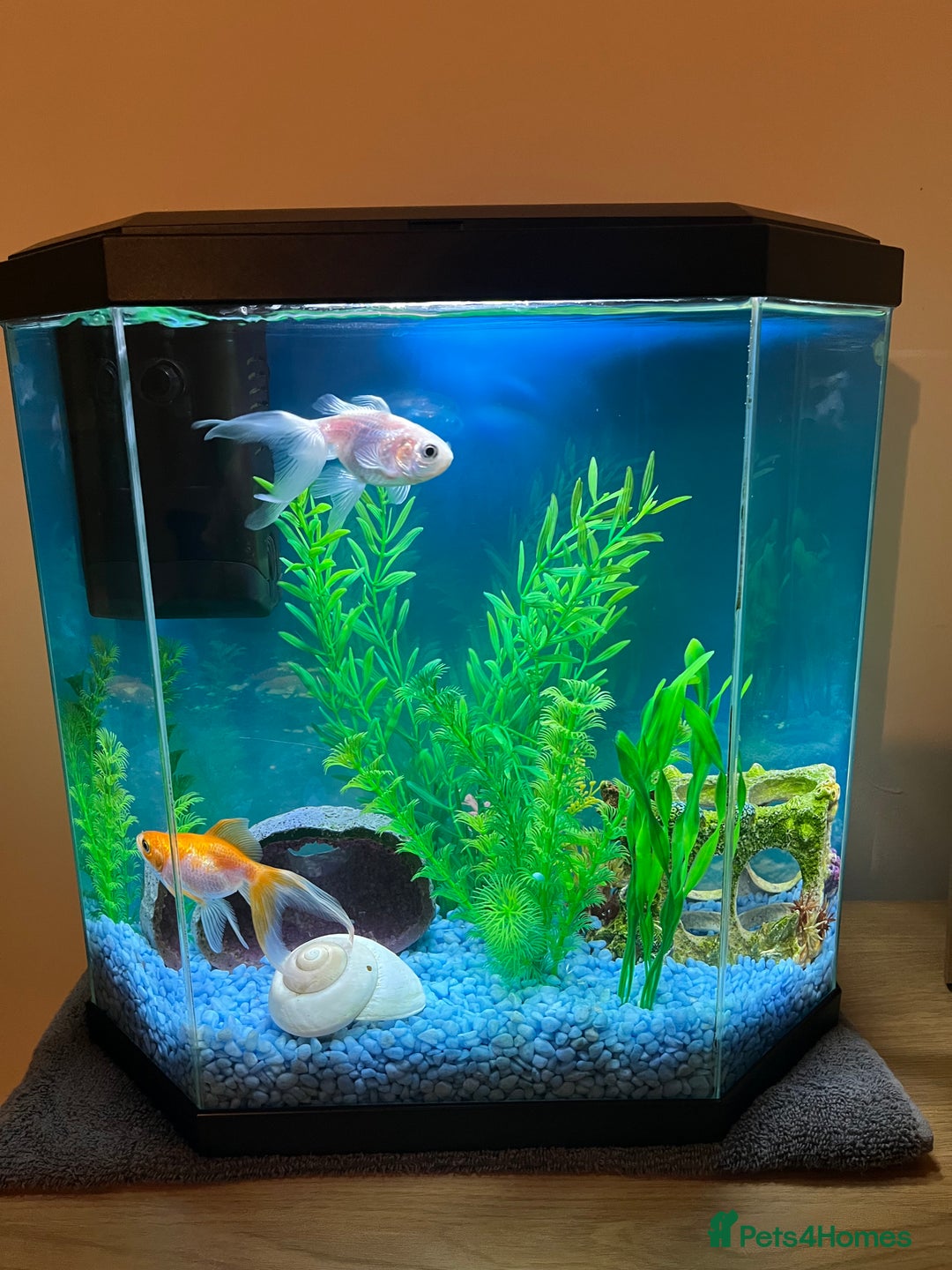 Goldfish fish for sale: 2 Goldfish, 2 Shrimp, Tank and Accessories - Image 1