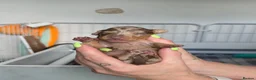 Miniature Dachshund dogs for sale: 7 beautiful little Dachshund  - Advert 35